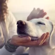 Mascotas: un amor sin barreras