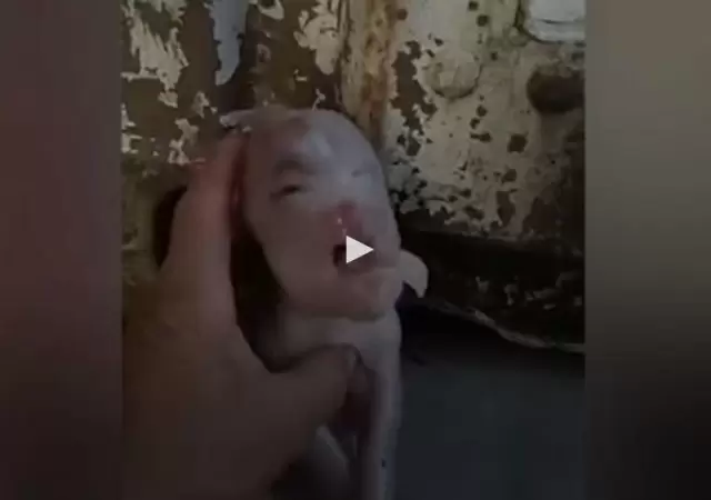 1531175766749
