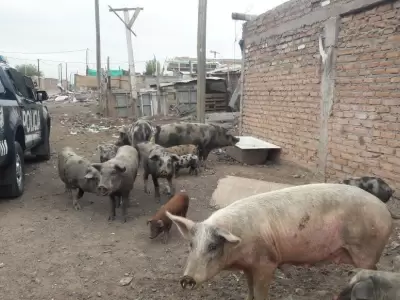 criadero-ilegal-en-mendoza