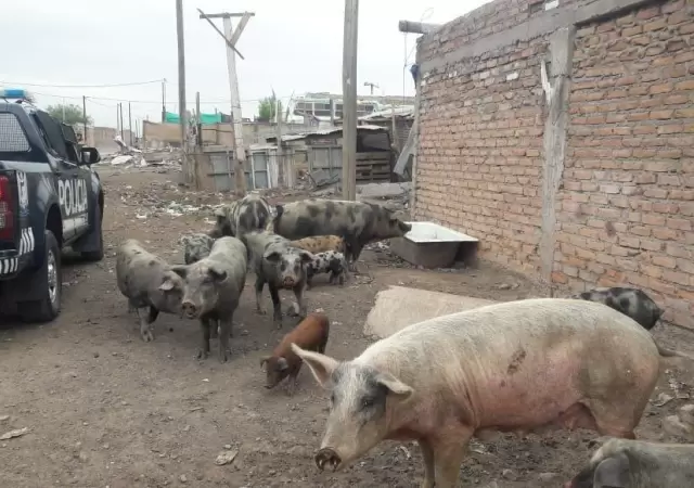 criadero-ilegal-en-mendoza
