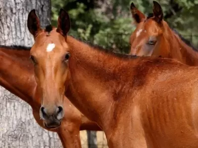 hombre-que-atropell�-un-caballo-en-tunuy�n