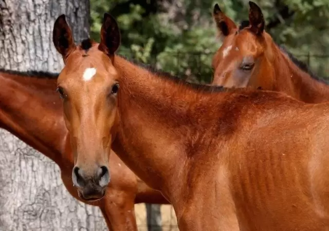 hombre-que-atropell�-un-caballo-en-tunuy�n
