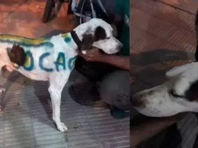 perro-boca-rosario-hombre-denunciado-