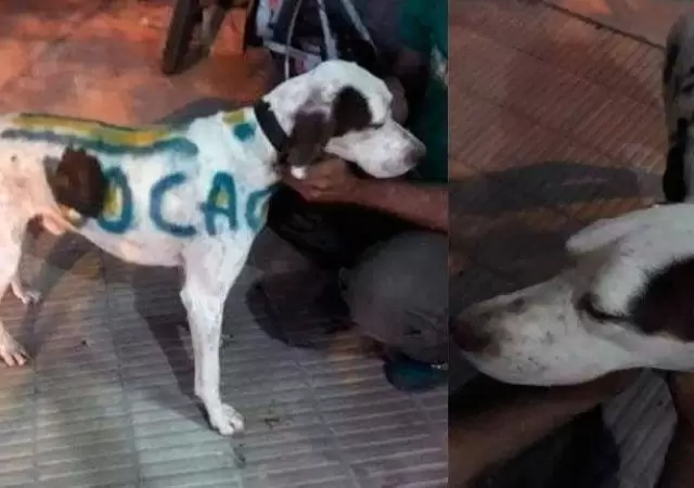 perro-boca-rosario-hombre-denunciado-