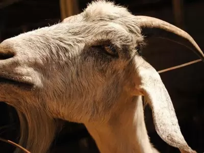 chivo-mendoza-granja
