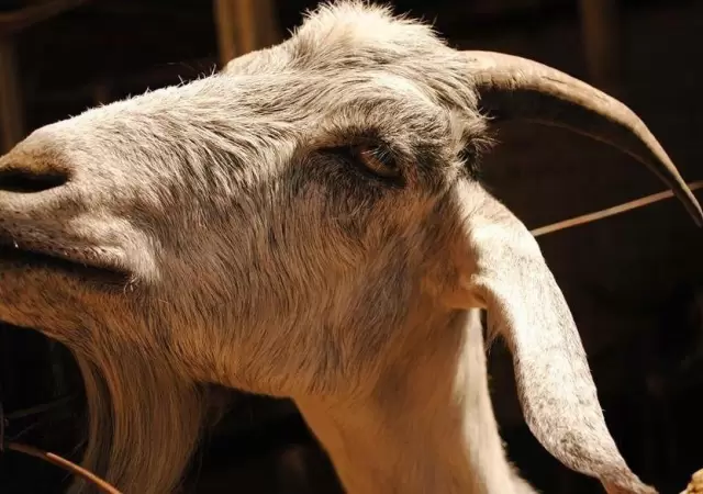 chivo-mendoza-granja
