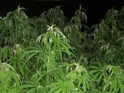 allanamiento-marihuana-droga-san-martin