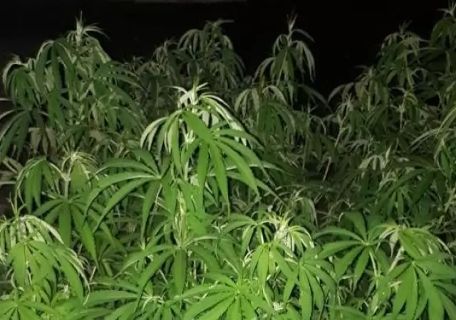 allanamiento-marihuana-droga-san-martin