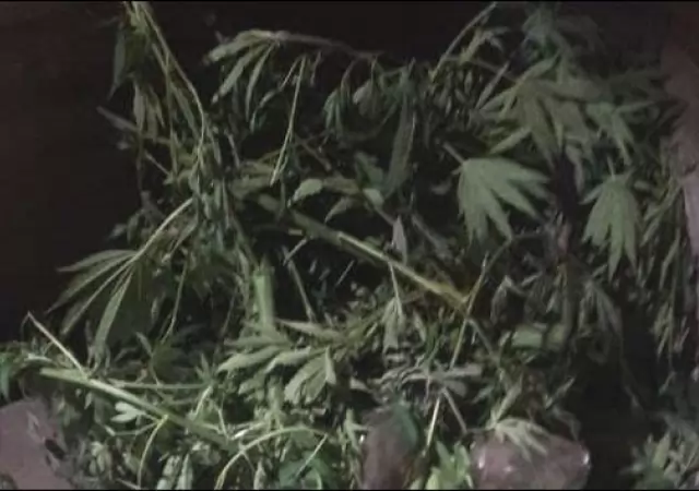 detenidos-guaymallen-marihuana-mendoza-domingo-policiales