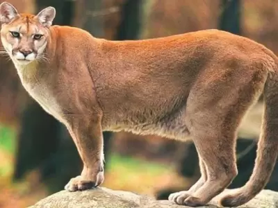 puma-argentina