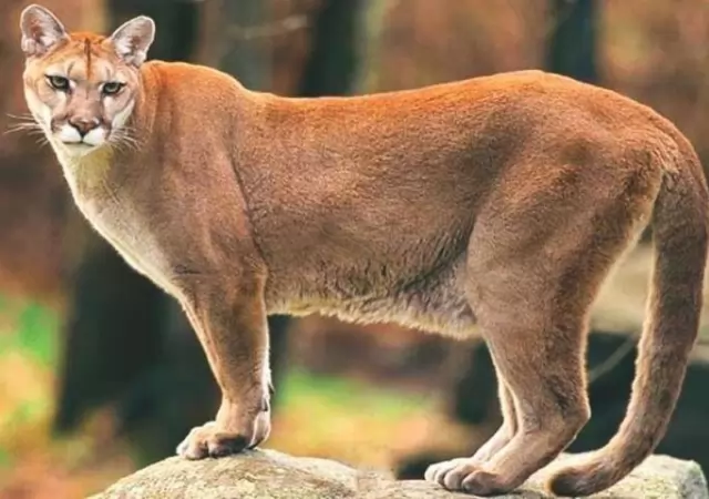 puma-argentina