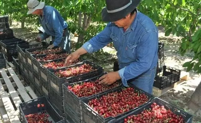 2.Cerezas