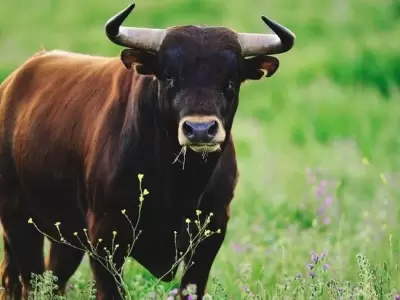 toro