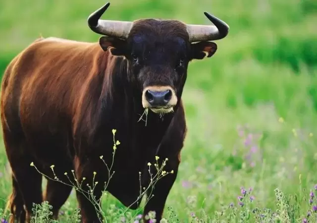 toro