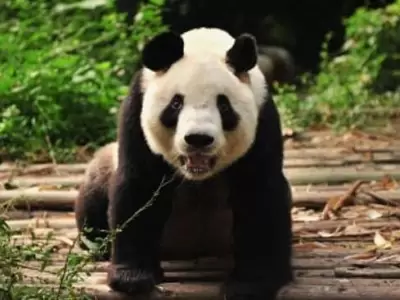 PANDA