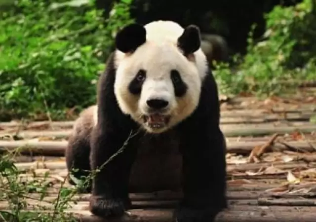PANDA