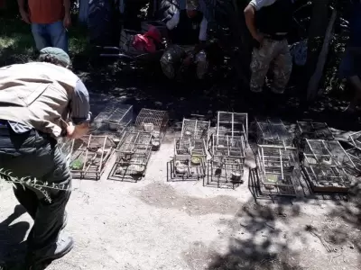 secuestro-aves-extinci�n-mendoza-maip�-godoy-cruz-2