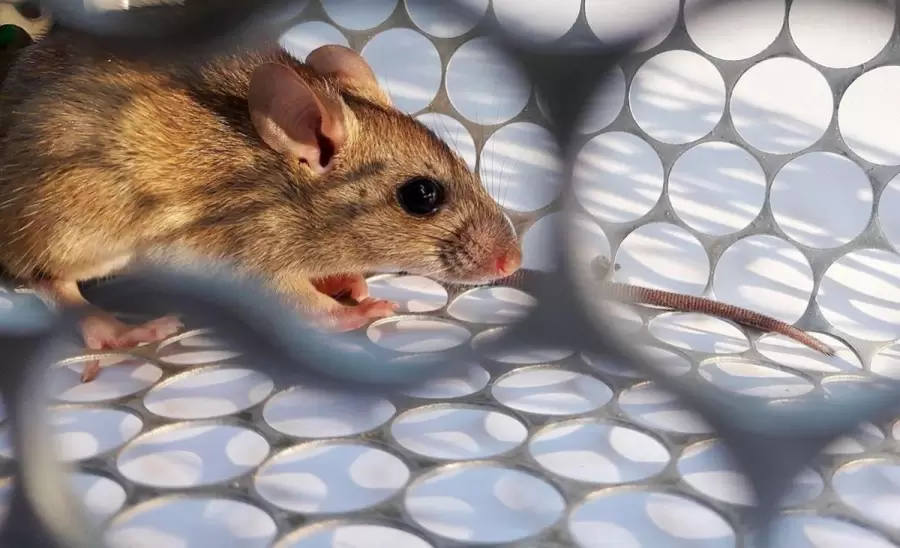 hantavirus
