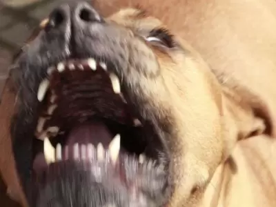 perro-san-rafael-ataque-bebe-mujeres-madre-abuela