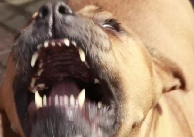 perro-san-rafael-ataque-bebe-mujeres-madre-abuela