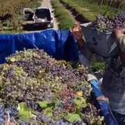 FOEVA reclama mejoras salariales y un bono extra en la industria vitivin�cola
