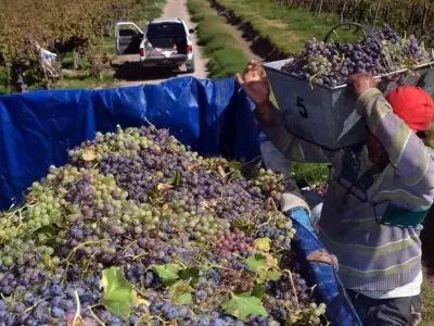 FOEVA reclama mejoras salariales y un bono extra en la industria vitivin�cola