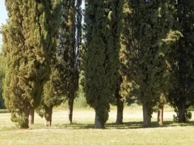 mendoza-arbolado-pblico