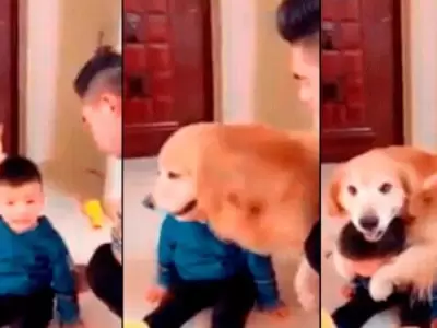 perro-defiende-nene
