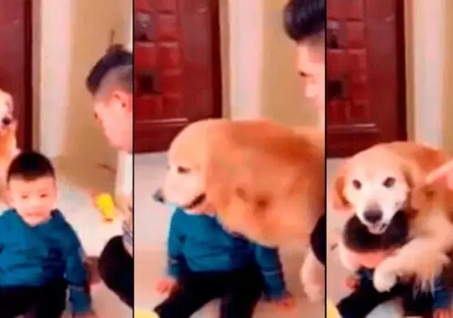 perro-defiende-nene