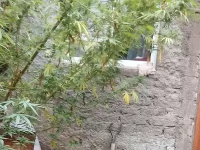 plantas-marihuana-droga-mendoza-godoy-cruz-allanamiento-2