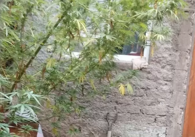 plantas-marihuana-droga-mendoza-godoy-cruz-allanamiento-2