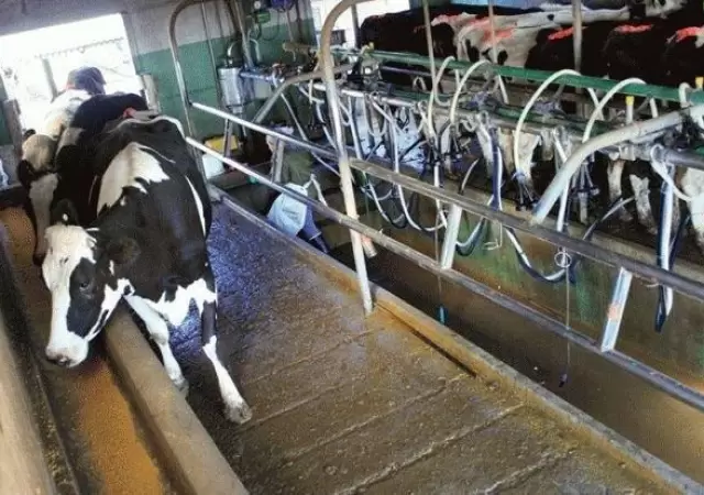 tambo-mendoza-leche-productores-argentina-escasez-marcas