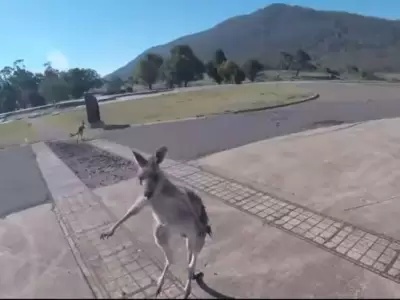 canguro