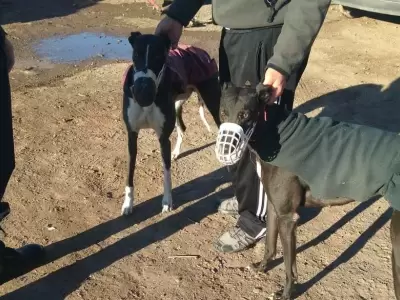 carrera-de-galgos-detenidos-san-rafael-17-hombre-mendoza
