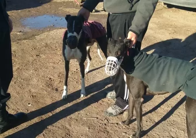 carrera-de-galgos-detenidos-san-rafael-17-hombre-mendoza