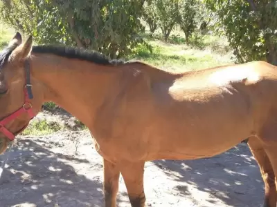 caballos-robados-equinos-mendoza-bodega-policiales-2