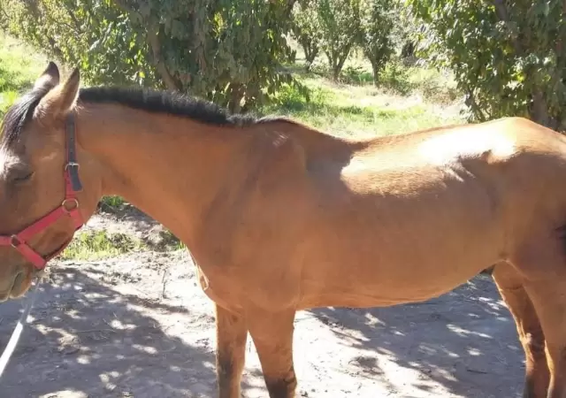 caballos-robados-equinos-mendoza-bodega-policiales-2