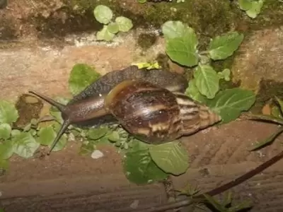 caracol-africano-plaga-argentina-fotos-video-peligro-enfermedades