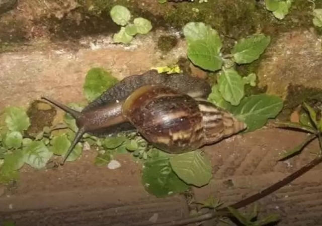 caracol-africano-plaga-argentina-fotos-video-peligro-enfermedades