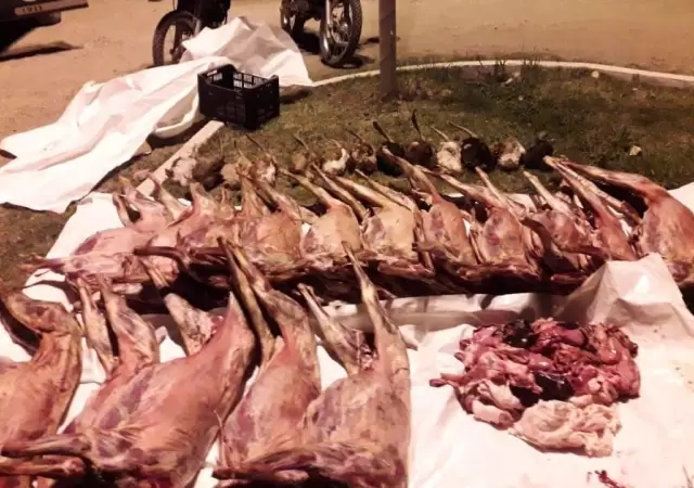 policiales-mendoza-san-rafael-camioneta-animales-cabras-faenados