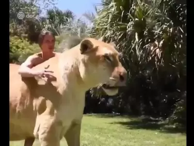 liger-felino-grande-mundo-tigre-leon-foto-video-enorme