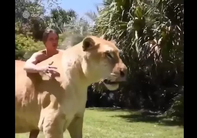 liger-felino-grande-mundo-tigre-leon-foto-video-enorme
