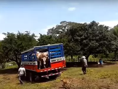 camioneta-ganado-secuestro-bovinos-san-rafael-policiales-