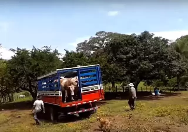 camioneta-ganado-secuestro-bovinos-san-rafael-policiales-