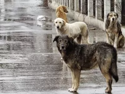perros