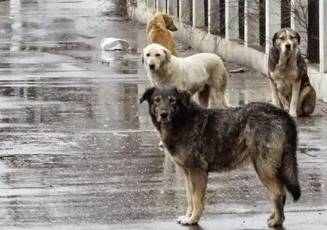 perros