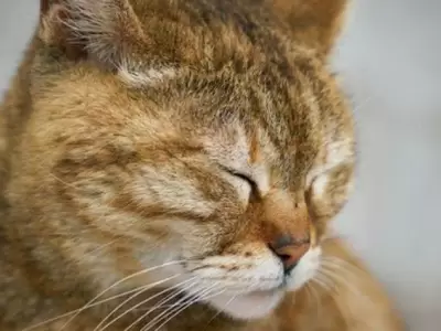 gato-triste