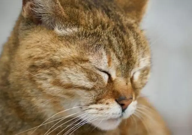 gato-triste