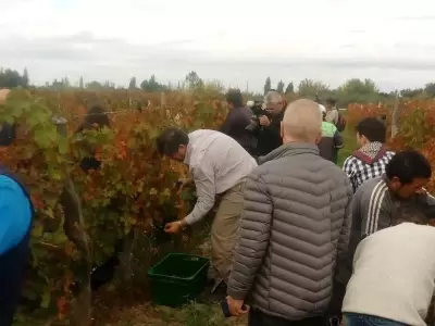 Foto-cosecha