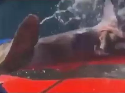 video-lecortaron-lacola-a-un-tiburon-y-lo-devolvieron-al-mar
